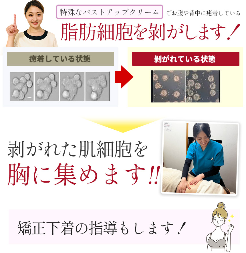 脂肪細胞を剝がします